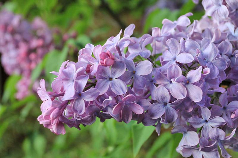 blue skies home care greycatcooks